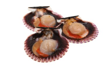 deniz tarakları beyaz arkaplanda izole edildi 