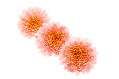 Kasımpatı çiçeği beyaz arkaplanda izole edilmiş. 