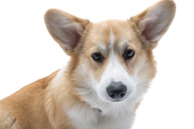 Corgi köpek yavrusu beyaz arkaplanda izole edilmiş 