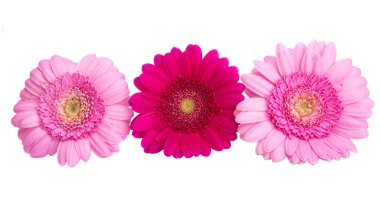 çok renkli gerbera beyaz arkaplanda izole 