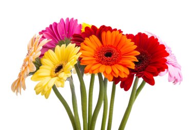 çok renkli gerbera beyaz arkaplanda izole 