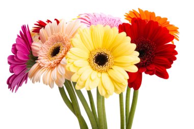 çok renkli gerbera beyaz arkaplanda izole 