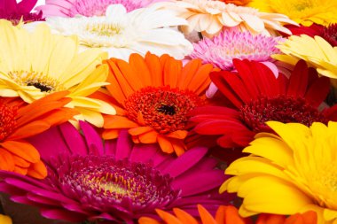 çok renkli gerbera beyaz arkaplanda izole 