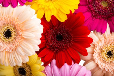 çok renkli gerbera beyaz arkaplanda izole 