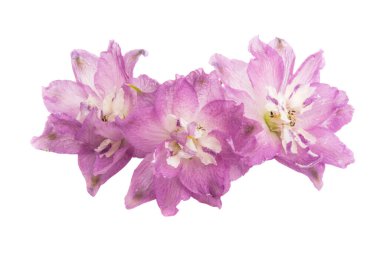 beyaz arkaplanda izole edilmiş delinyum çiçeği 