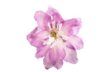 beyaz arkaplanda izole edilmiş delinyum çiçeği 