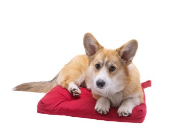 Corgi welsh pembroke beyaz arkaplanda izole 