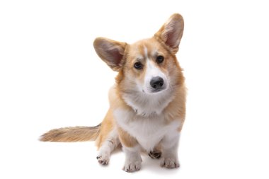 Corgi welsh pembroke beyaz arkaplanda izole 