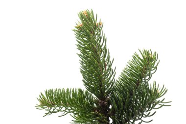 Beyaz arka planda çam kozalaklı ladin dalı