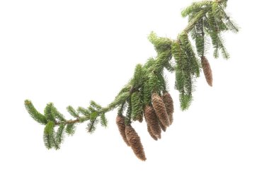 Beyaz arka planda çam kozalaklı ladin dalı