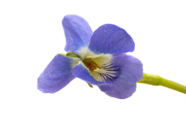 Orman menekşesi çiçekleri beyaz arkaplanda izole 