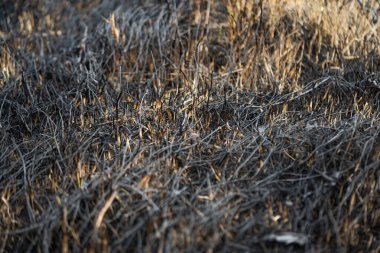 İlkbaharda çıkan yangından sonra kuru otlar 