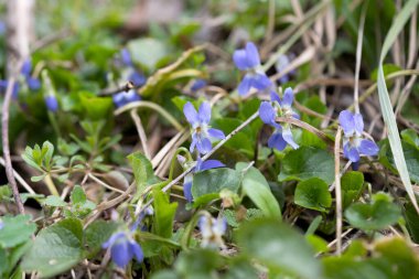 İlkbaharın başlarında çayırda açan menekşeler 