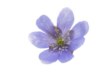 Hepatica Nobilis - beyaz arka planda izole edilmiş ilk bahar çiçeği 