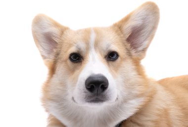 Corgi welsh pembroke beyaz arkaplanda izole