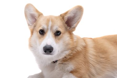 Corgi welsh pembroke beyaz arkaplanda izole