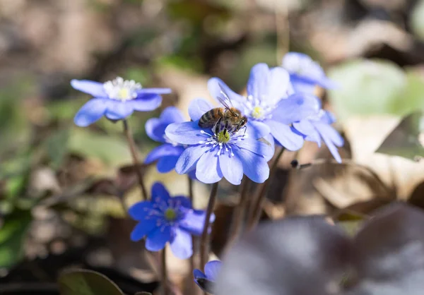 Hepatica Nobilis Első Tavaszi Virág Erdőben — Stock Fotó