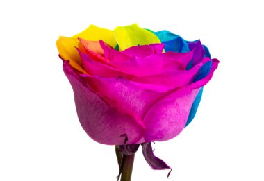 çok renkli gül beyaz arkaplanda izole 