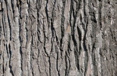 Meşe ağacı dokusunun arkaplanı yakın plan 