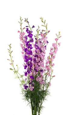 Beyaz arka planda izole edilmiş çayır çiçekleri. 