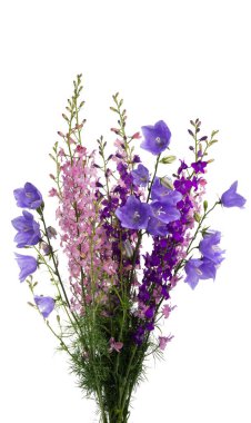 Beyaz arka planda izole edilmiş çayır çiçekleri. 