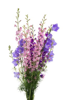 Beyaz arka planda izole edilmiş çayır çiçekleri. 