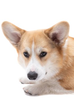 Corgi welsh pembroke köpek beyaz arka planda izole 