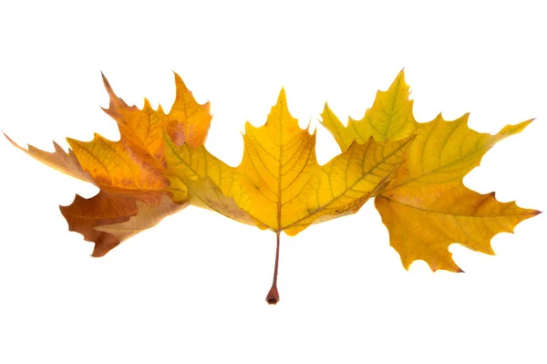 Hojas Arce Otoño Aisladas Sobre Fondo Blanco — Foto de Stock