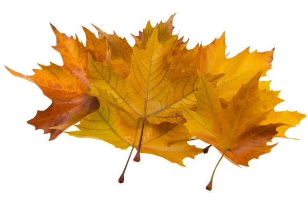 Herfst Esdoorn Bladeren Geïsoleerd Witte Achtergrond — Stockfoto