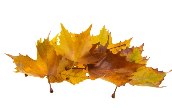 Autumn Maple Leaves Isolated White Background — Stock Photo, Image