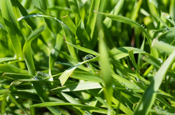 Lush Green Grass Dewdrops Spring —  Fotos de Stock