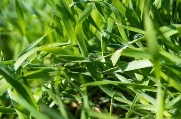 Lush Green Grass Dewdrops Spring —  Fotos de Stock