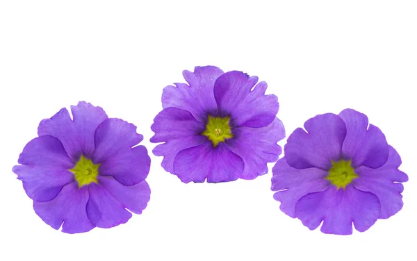 Primula Blomma Isolerad Vit Bakgrund — Stockfoto