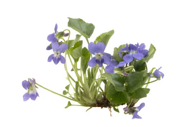 Violette Bloemen Met Bladeren Geïsoleerd Witte Achtergrond — Stockfoto