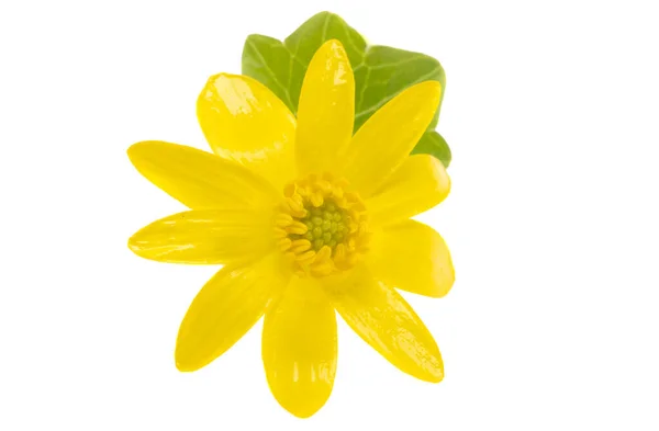 Gelbe Primel Blume Isoliert Auf Weißem Hintergrund — Stockfoto