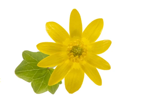 Žlutá Primrose Květiny Izolované Bílém Pozadí — Stock fotografie