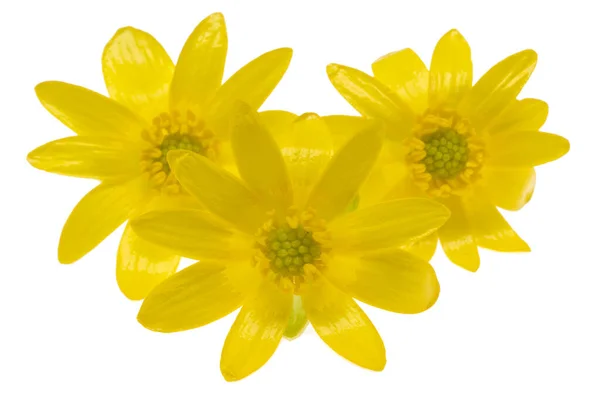 Yellow Primrose Flower Isolated White Background — Stock Photo, Image