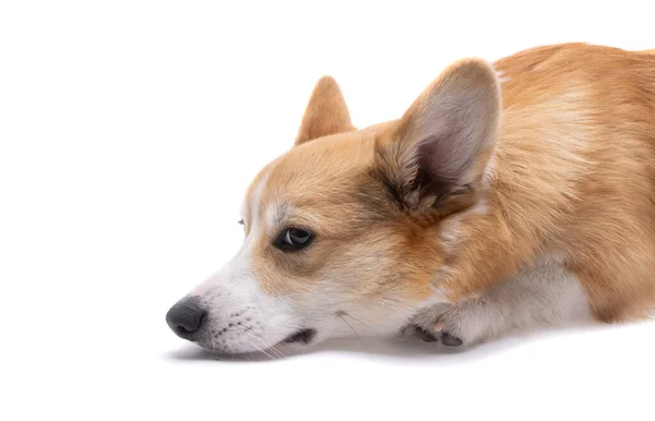 Corgi Galês Pembroke Cão Isolado Fundo Branco — Fotografia de Stock