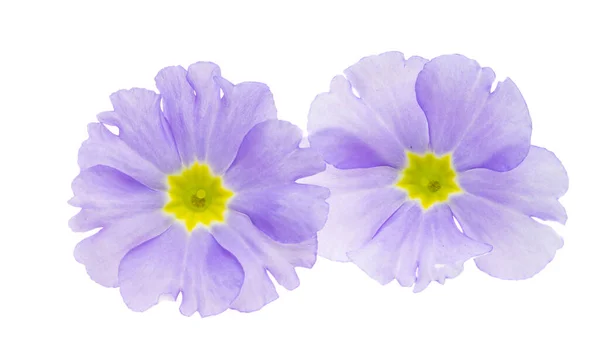 Primrose Flower Isolated White Background — Stock Photo, Image