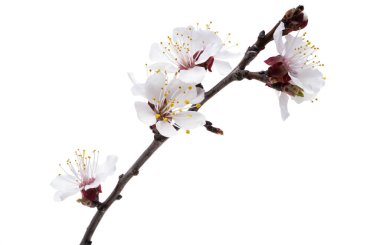 Kayısı çiçekleri beyaz arkaplanda izole edilmiş 