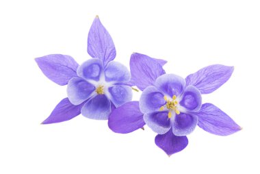 beyaz arkaplanda izole edilmiş aquilegia çiçeği