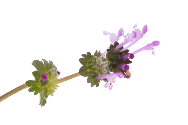 Prairie Fleurs Isolées Sur Fond Blanc — Photo