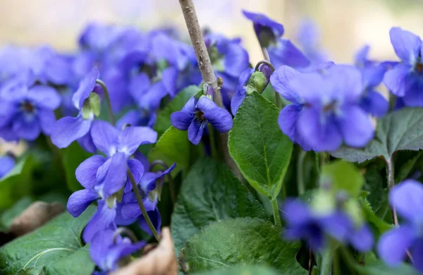 Blommande Violer Som Växer Ängen Våren — Stockfoto