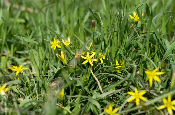 Fleurs Jaunes Dans Herbe Verte Dans Pré Printemps — Photo