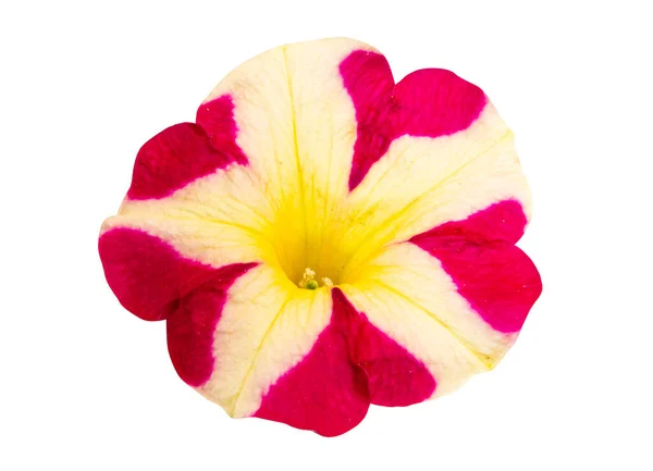 Röd Gul Petunia Blomma Isolerad Vit Bakgrund — Stockfoto