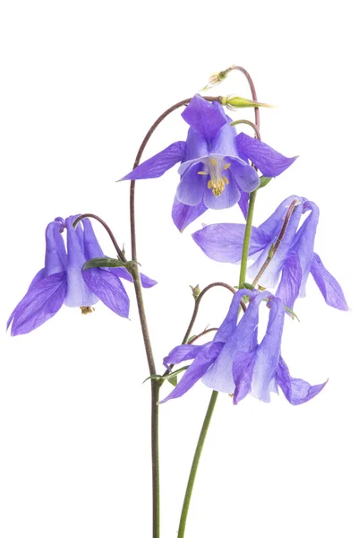 Aquilegia Fiore Isolato Sfondo Bianco — Foto Stock