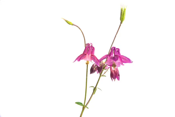 Aquilegia Blume Isoliert Auf Weißem Hintergrund — Stockfoto