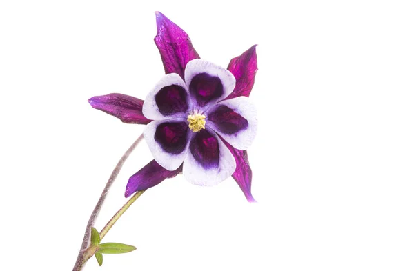 Aquilegia Blomma Isolerad Vit Bakgrund — Stockfoto