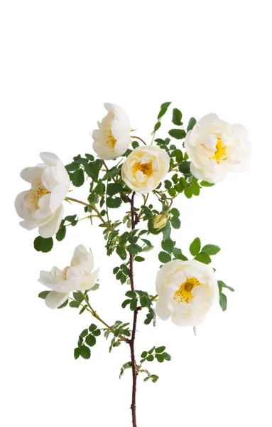 White Rose Isolated White Background — Stock Photo, Image