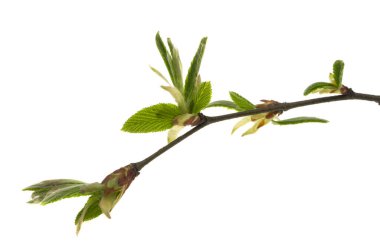 beyaz arkaplanda bahar kızılağacı dalı 